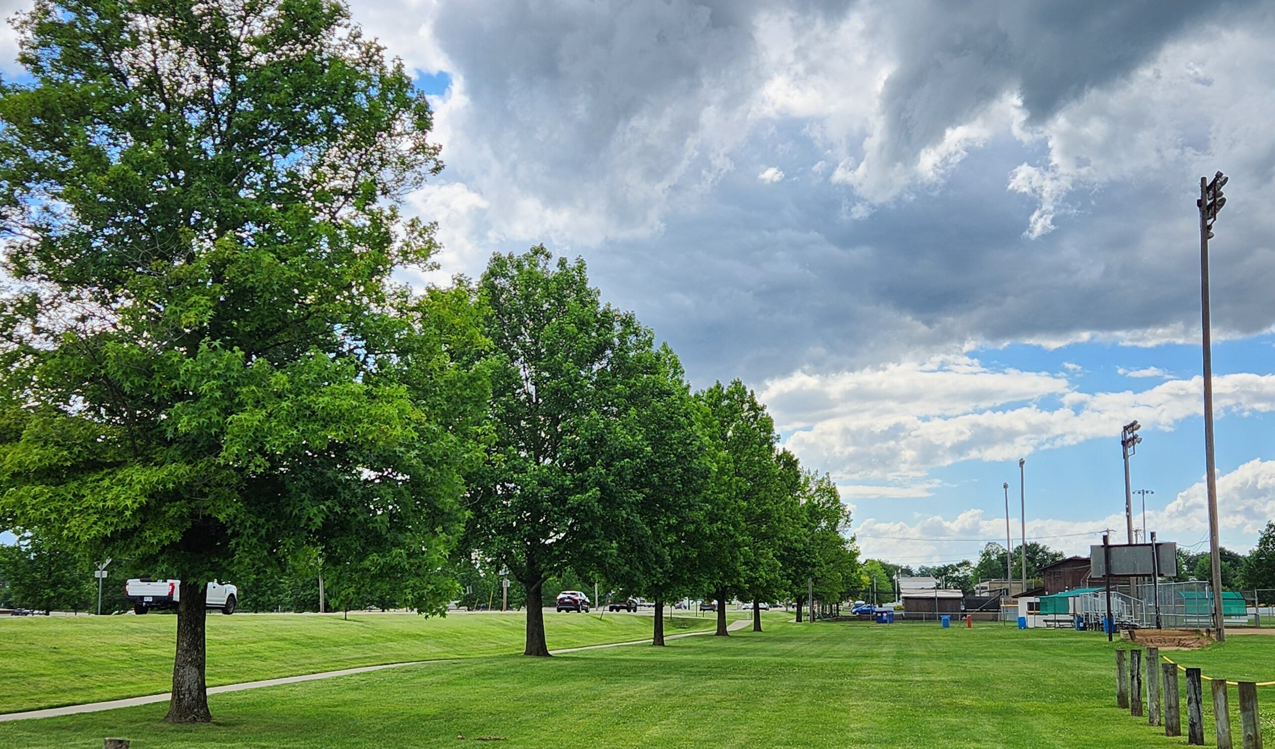 City Shade Tree